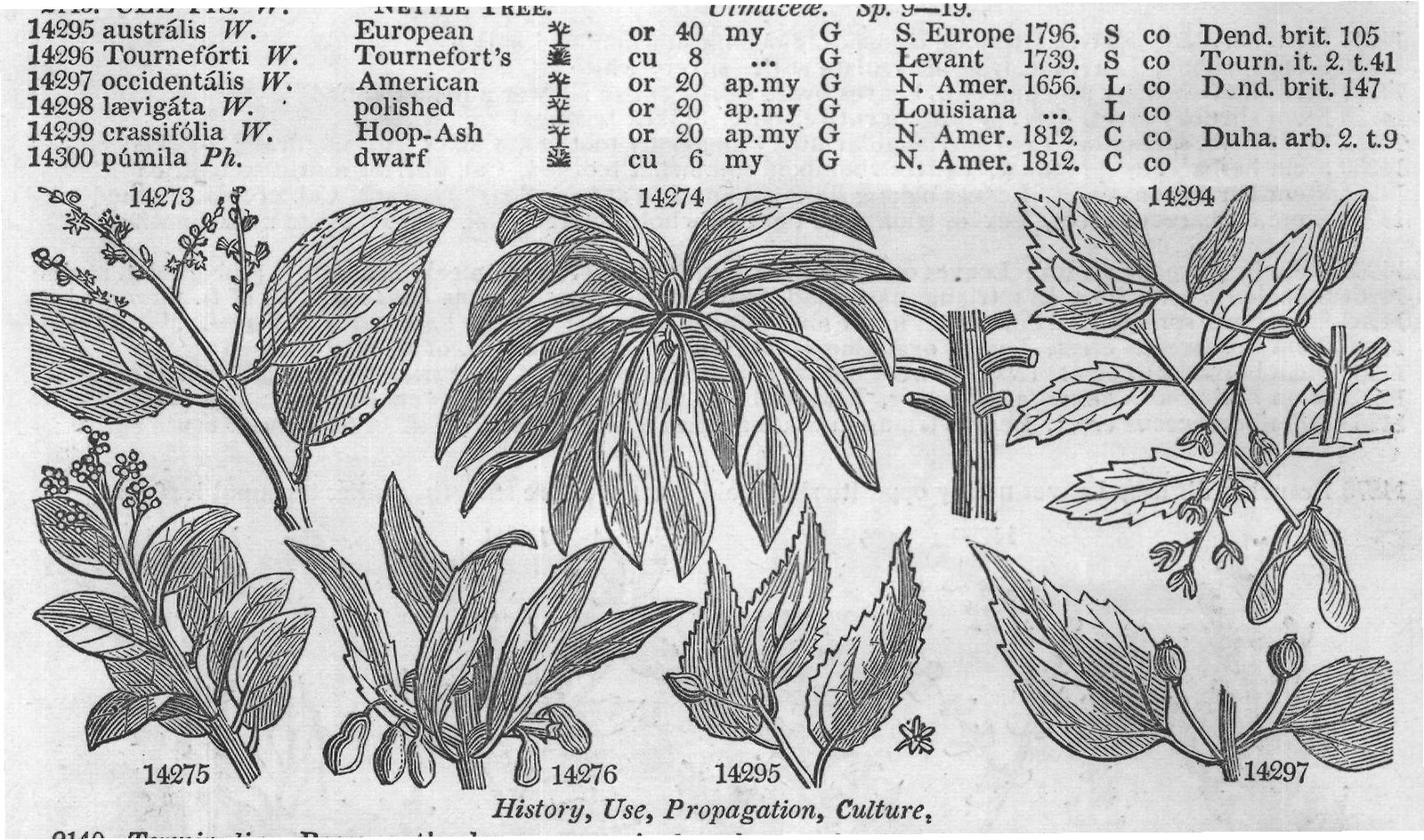 History, Use, Propagation, Culture,