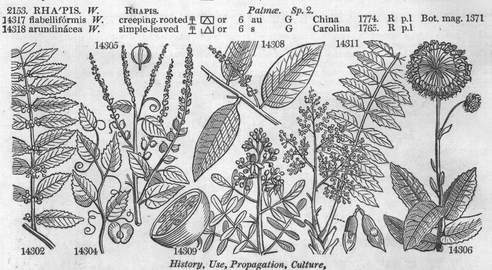 Eng (Bot History Use Propagation) (V) — from Encyclopedia of Plants (1910)