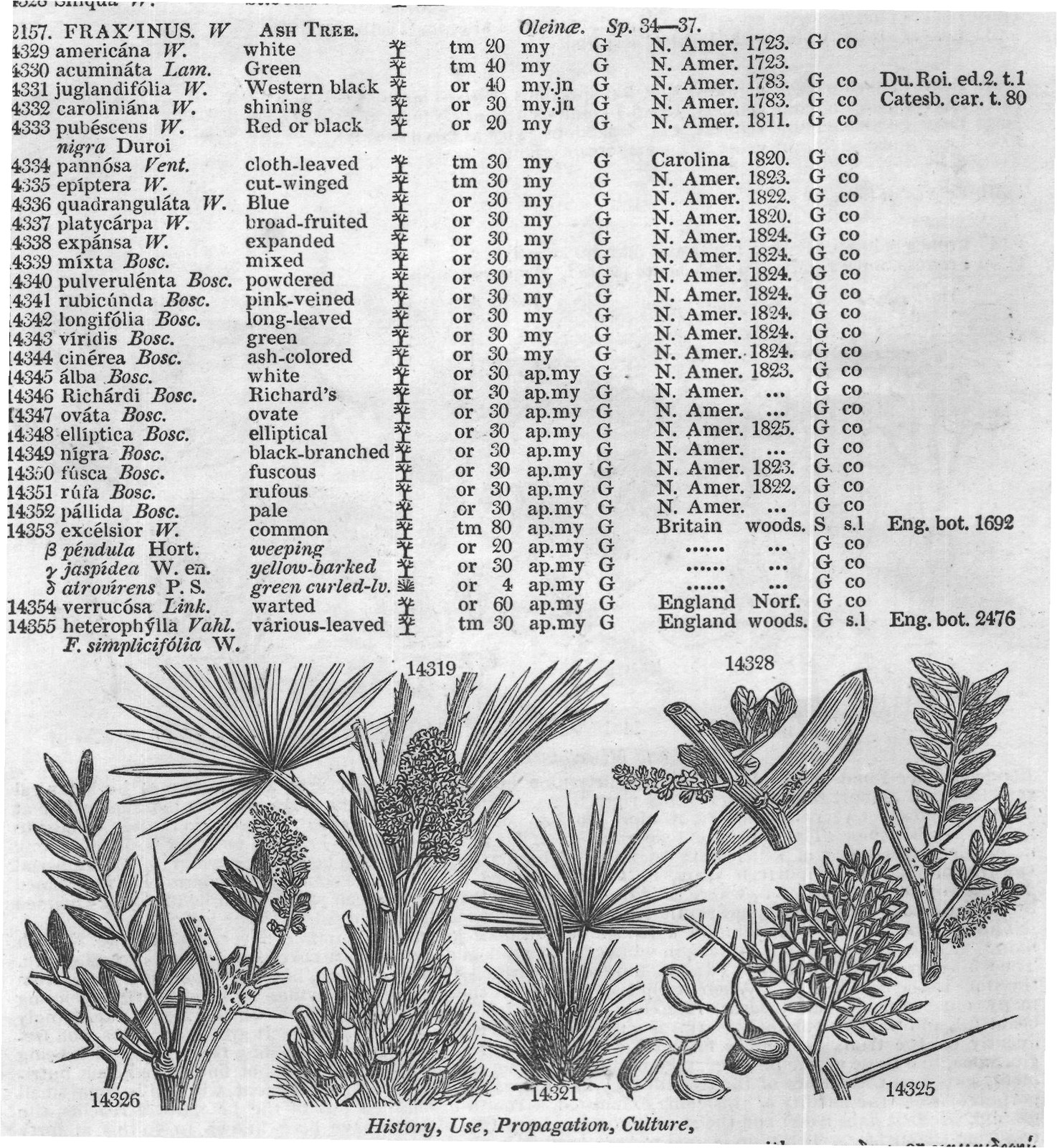 Euphorbiacea — from Encyclopedia of Plants (1910)