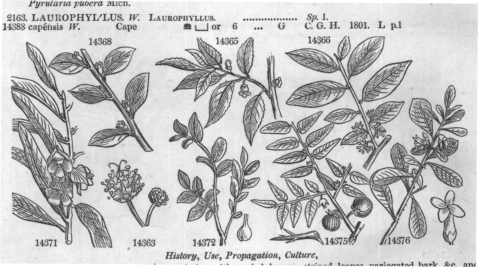 History, Use, Propagation, Culture,