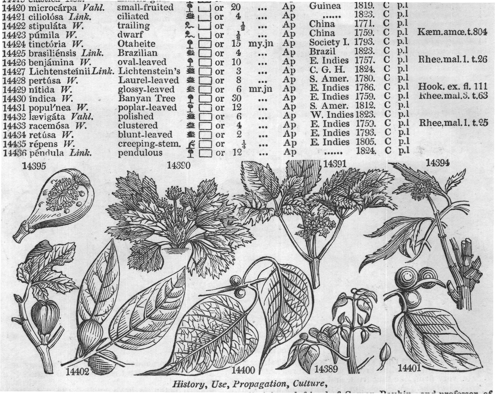 Euphorbiacea — from Encyclopedia of Plants (1910)