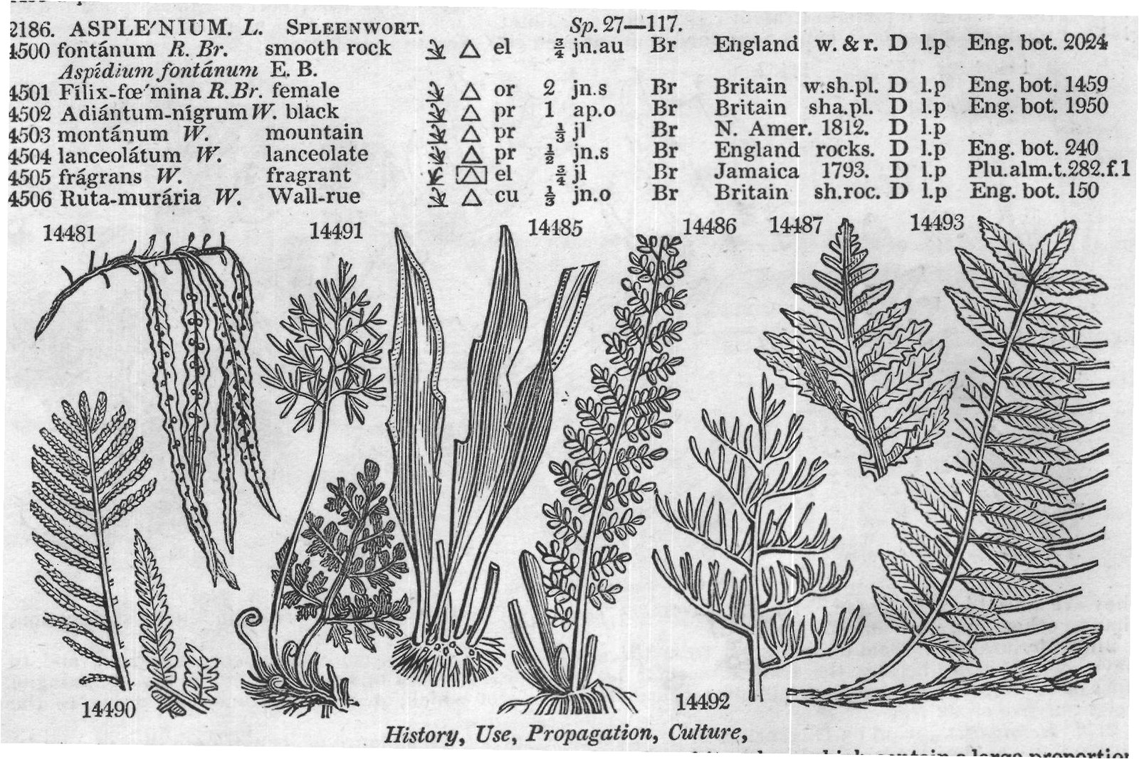 Euphorbiacea — from Encyclopedia of Plants (1910)
