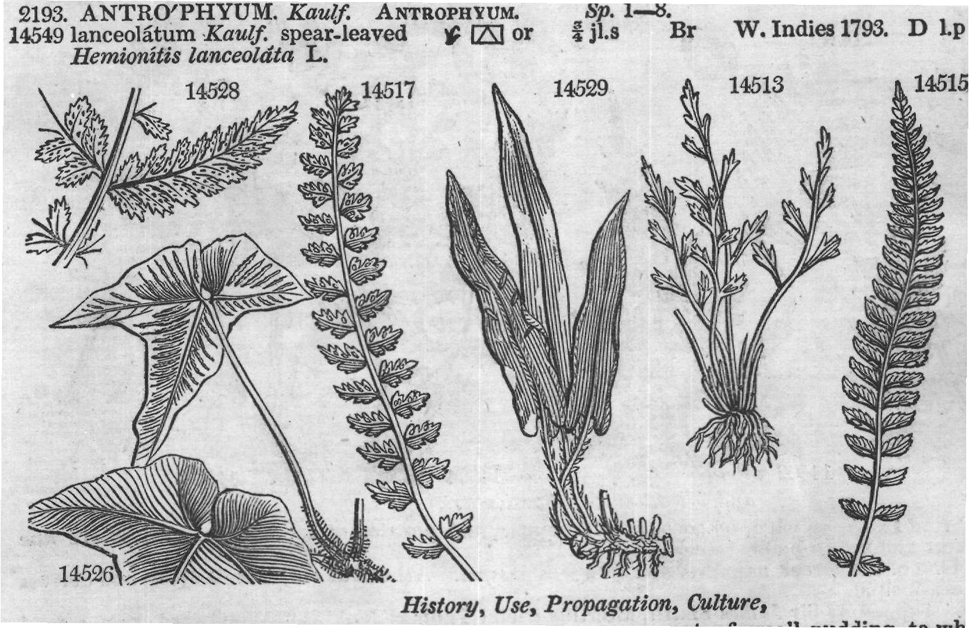 History, Use, Propagation, Culture,