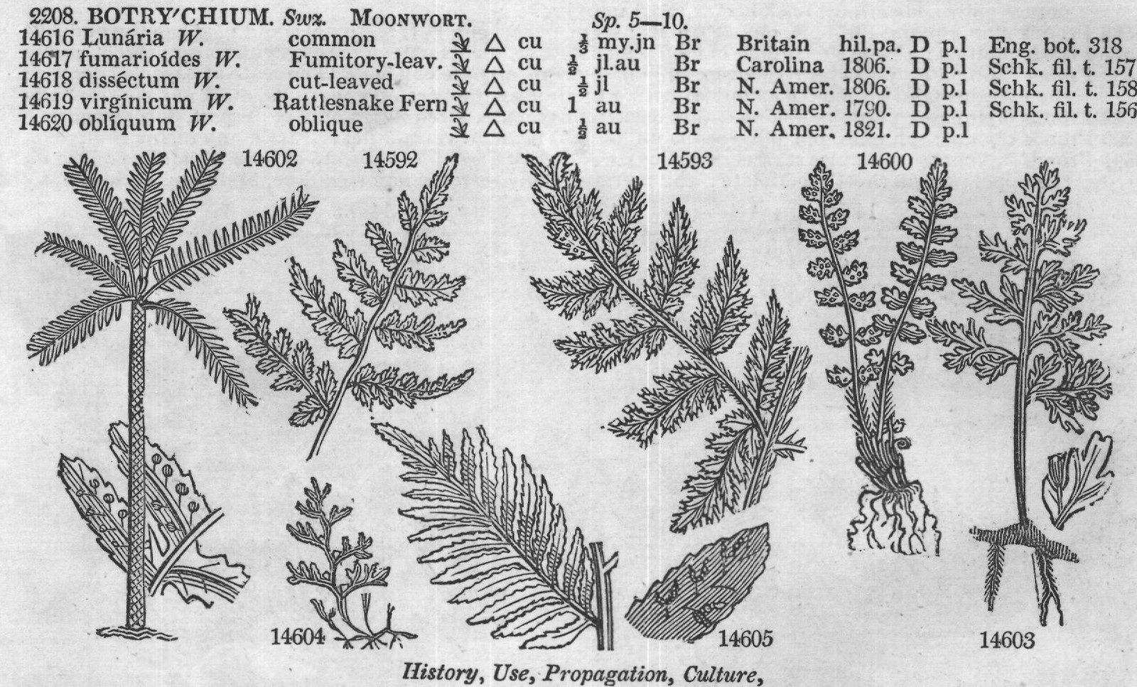 Euphorbiacea — from Encyclopedia of Plants (1910)