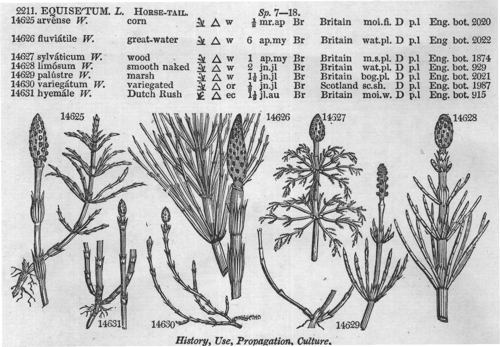 Euphorbiacea — from Encyclopedia of Plants (1910)
