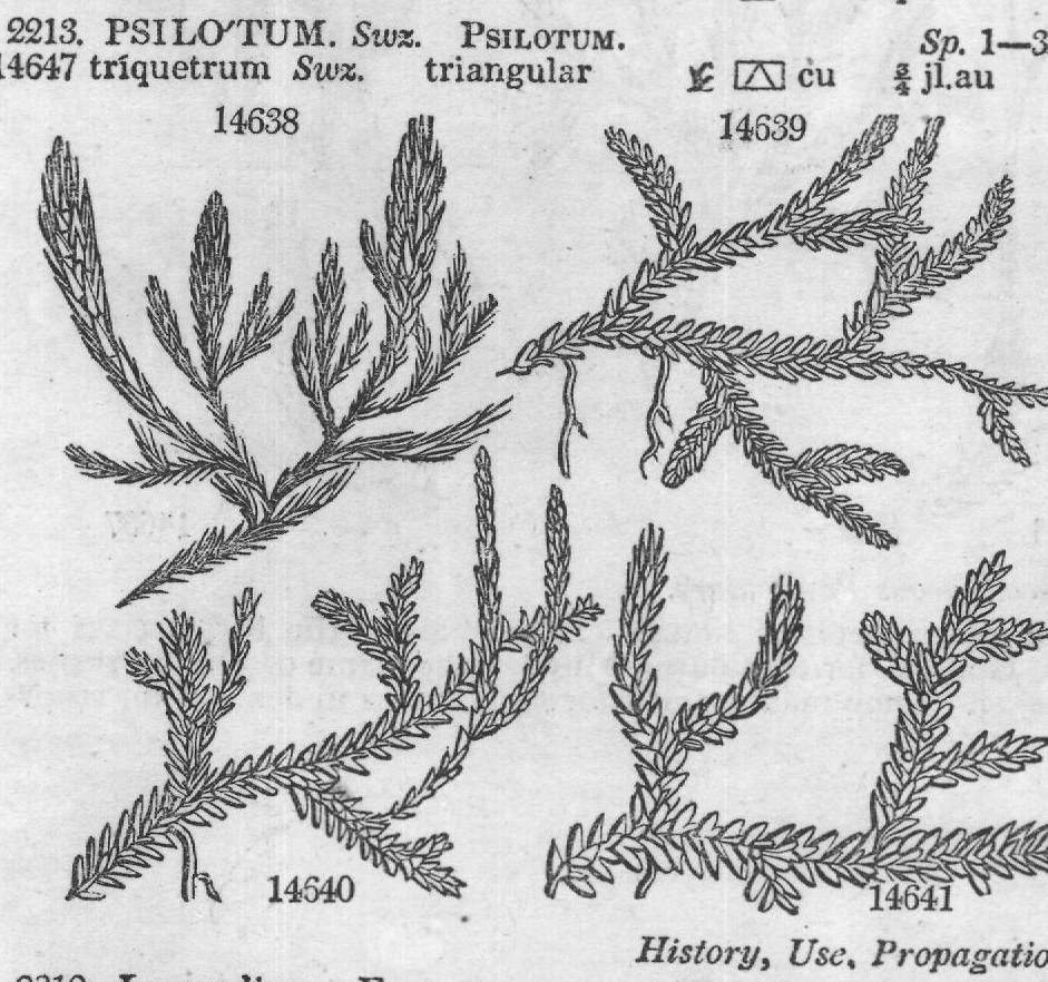 History, Use, Propagation, Culture,