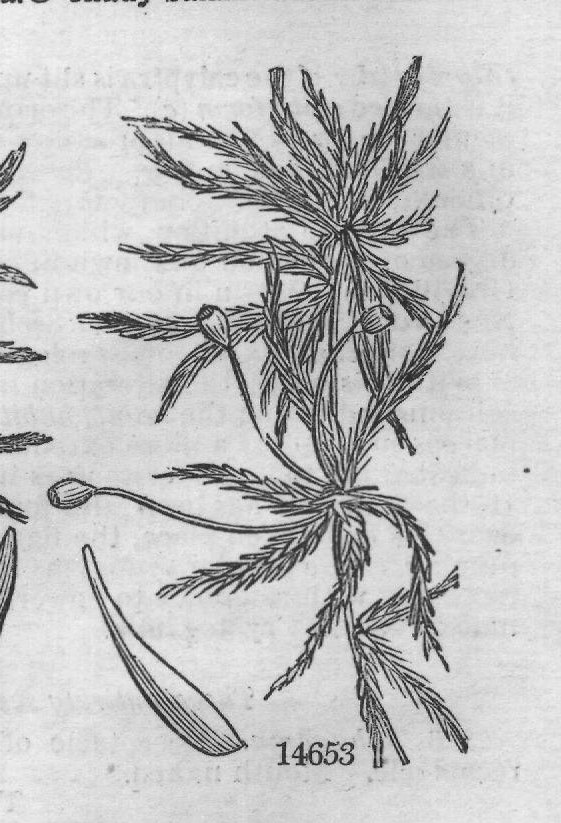 Euphorbiacea — from Encyclopedia of Plants (1910)