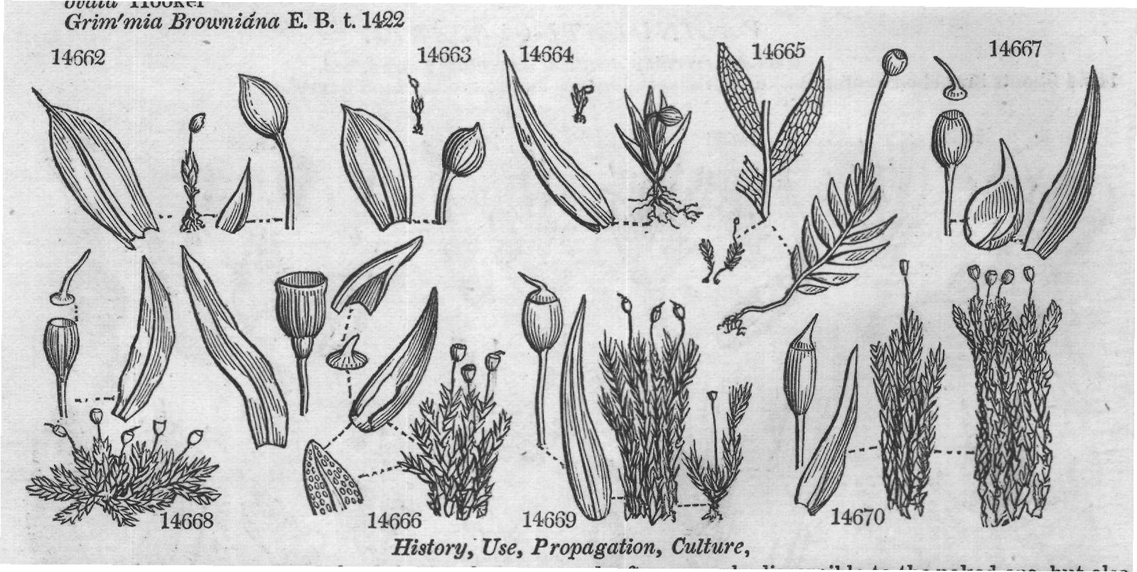 Euphorbiacea — from Encyclopedia of Plants (1910)