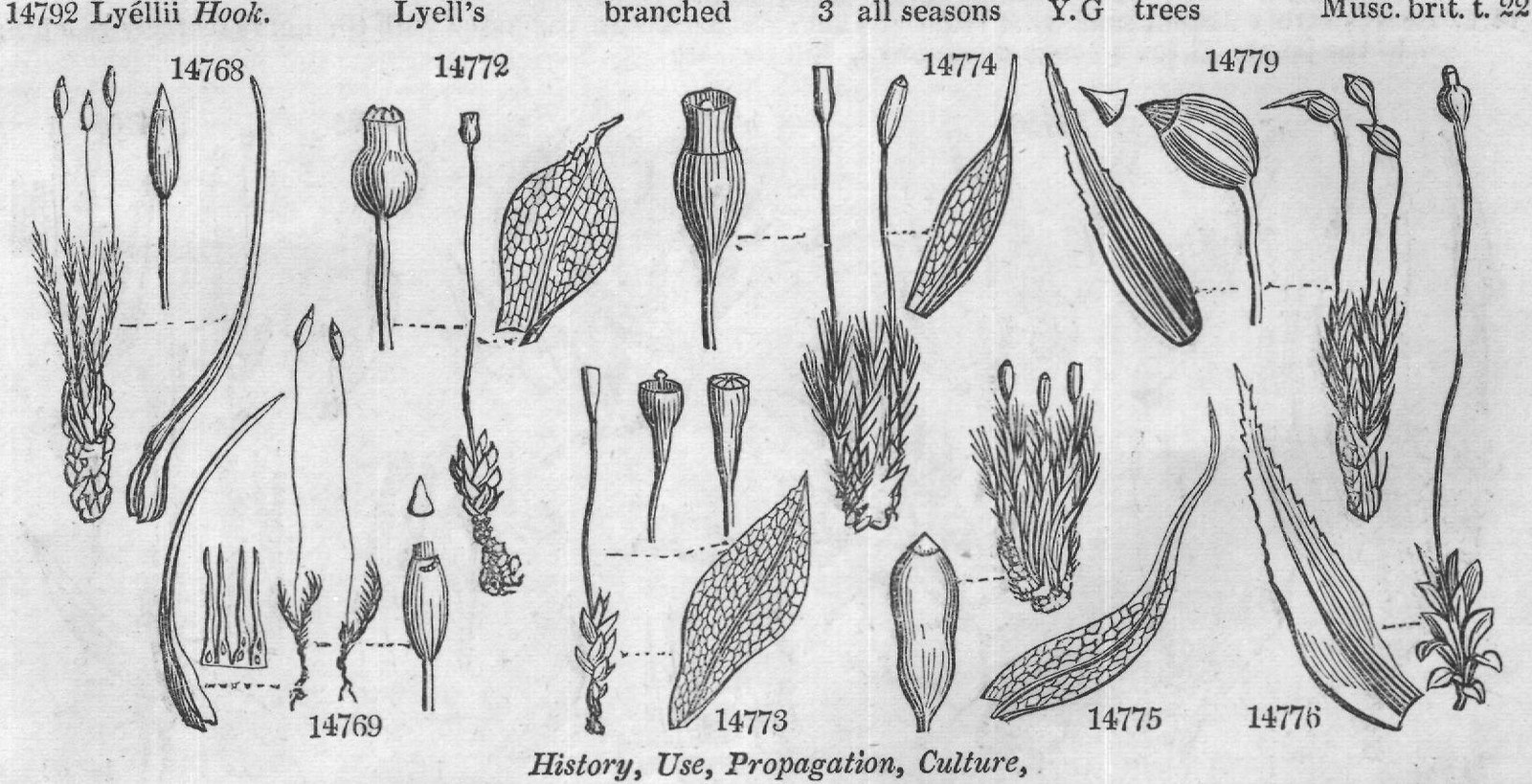 Euphorbiacea — from Encyclopedia of Plants (1910)