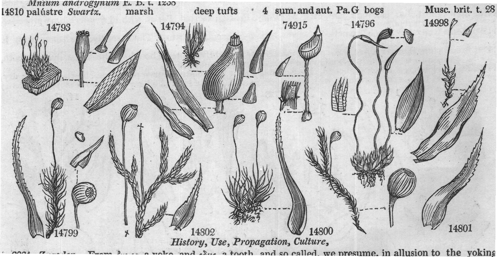 Fir-woods Musc — from Encyclopedia of Plants (1910)