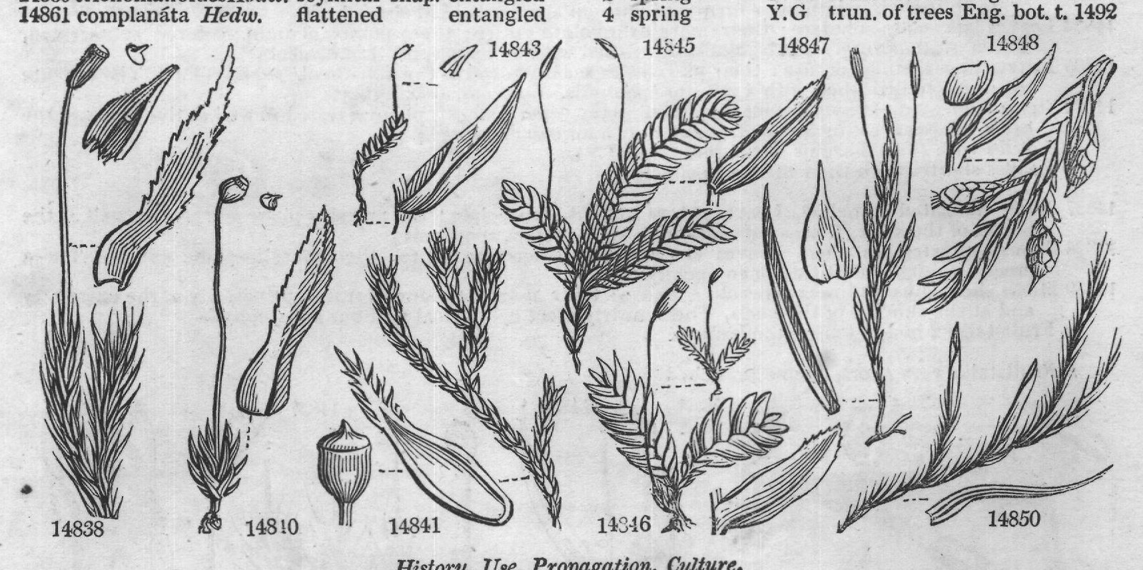 Fruitst — from Encyclopedia of Plants (1910)