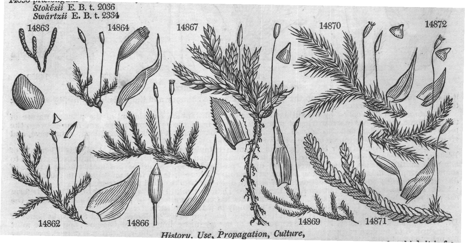 Fruitst — from Encyclopedia of Plants (1910)