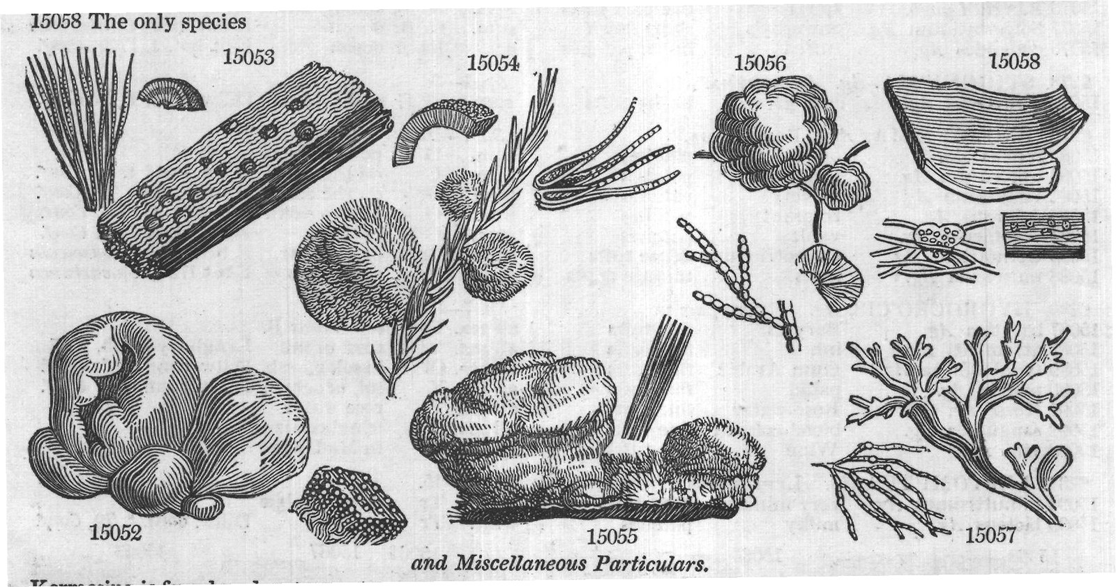 Tribe VI — from Encyclopedia of Plants (1910)