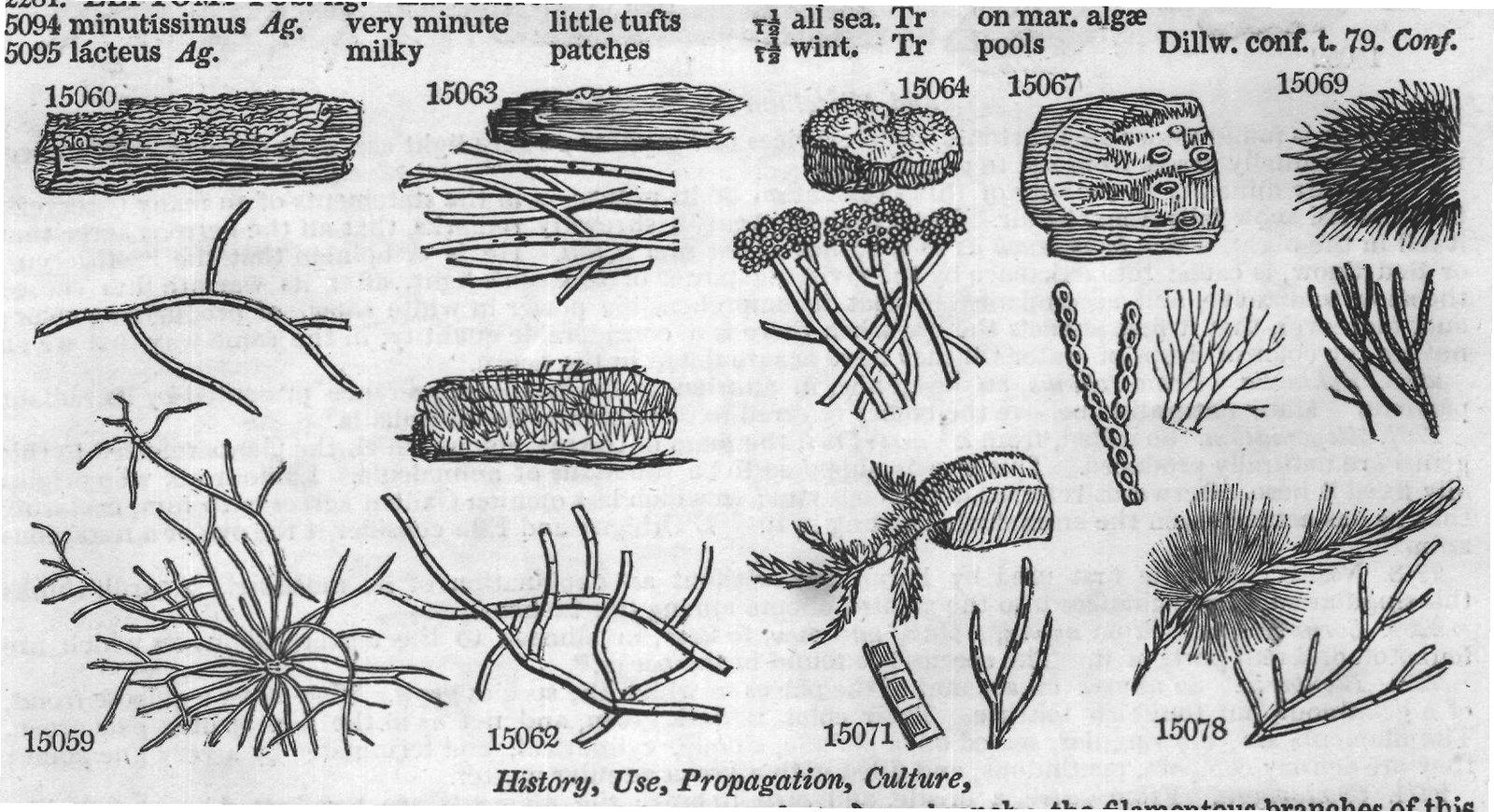 Tsum — from Encyclopedia of Plants (1910)