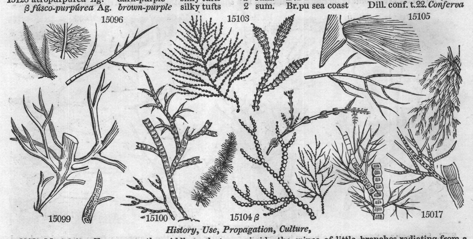History, Use, Propagation, Culture,