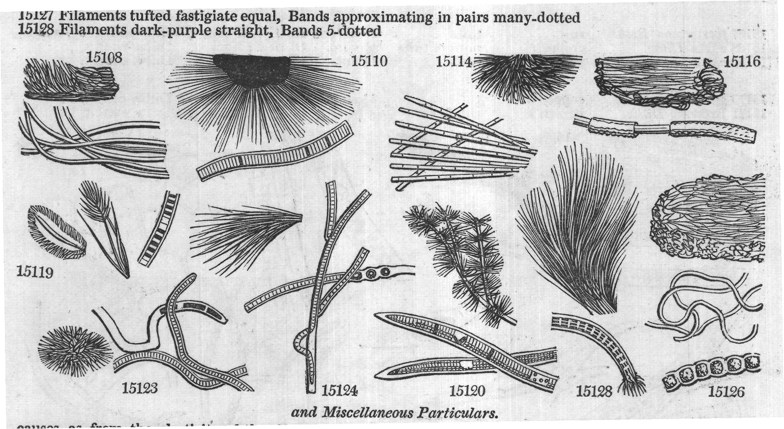Tsum — from Encyclopedia of Plants (1910)