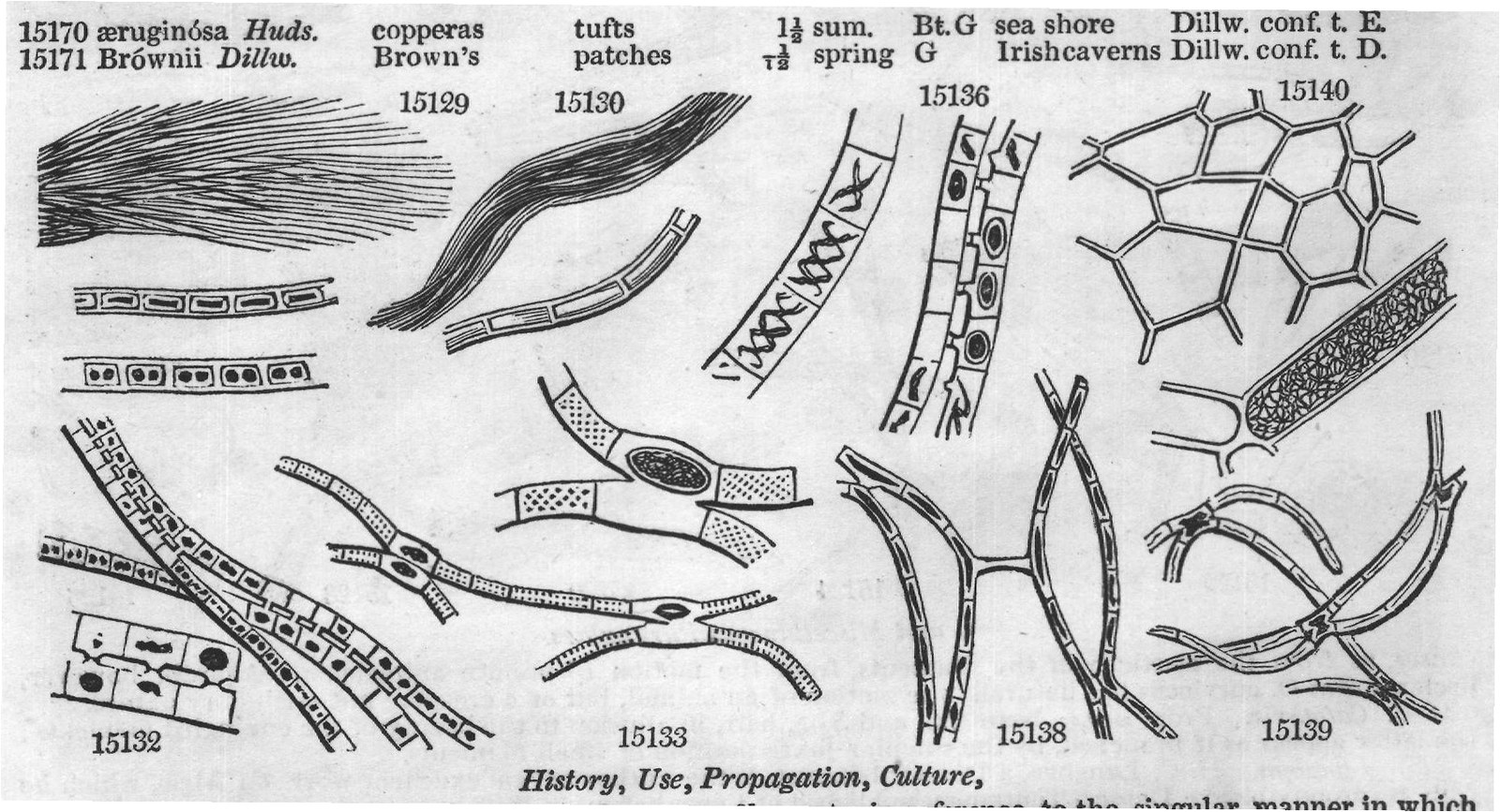 Tsum — from Encyclopedia of Plants (1910)