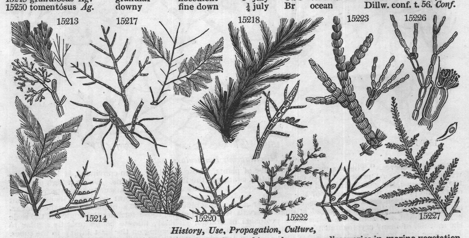 Turn (Fuci t Fucus Sp podded bushy) — from Encyclopedia of Plants (1910)