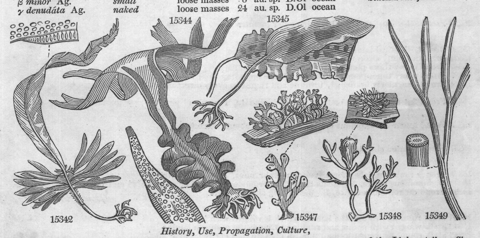 Turn (Fuci t Fucus Stackh fuci t) (II) — from Encyclopedia of Plants (1910)