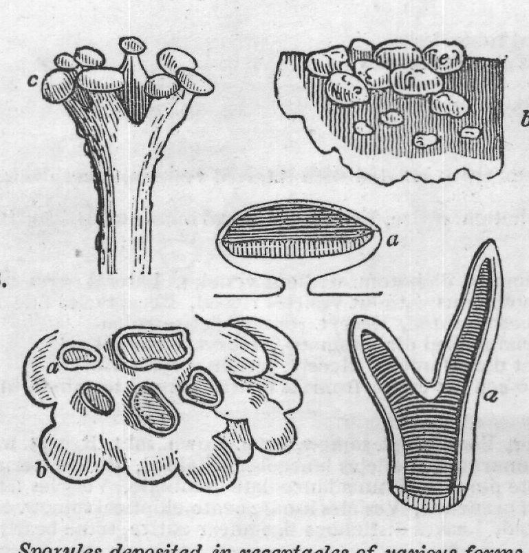 CRYPTOGAMIA.