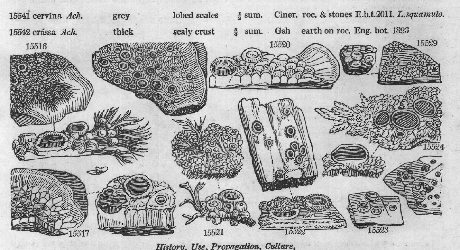 Turn (Fuci t Fucus Stackh fuci t) (II) — from Encyclopedia of Plants (1910)