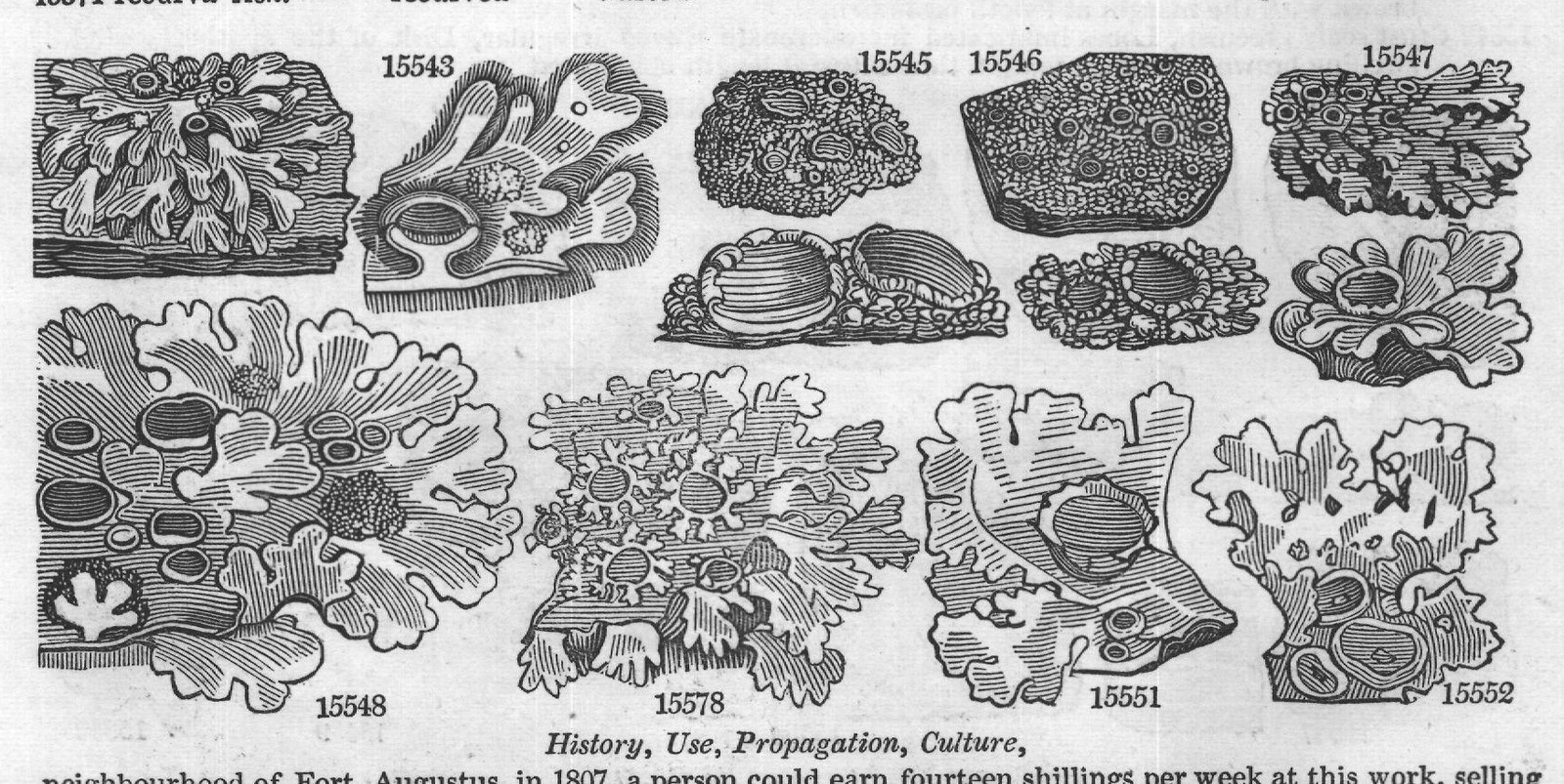 History, Use, Propagation, Culture,