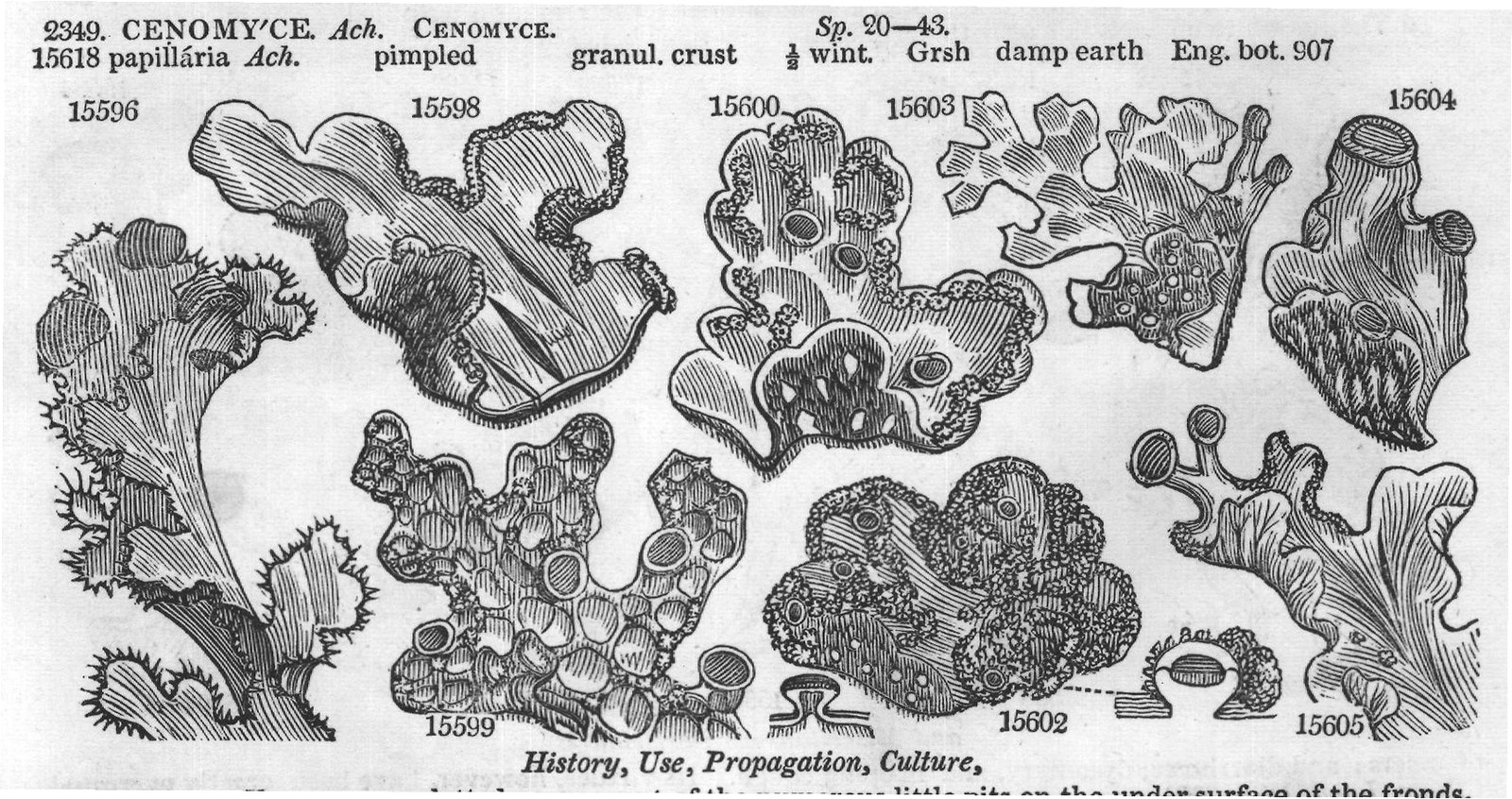History, Use, Propagation, Culture,