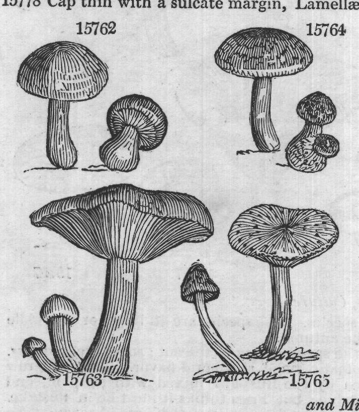 Sowerb (T violaceus n dus Bull naked) — from Encyclopedia of Plants (1910)