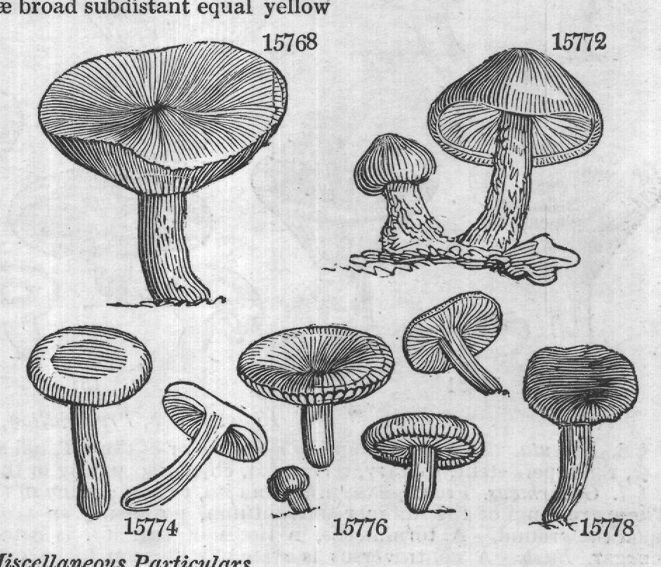 Sowerb (T violaceus n dus Bull naked) — from Encyclopedia of Plants (1910)