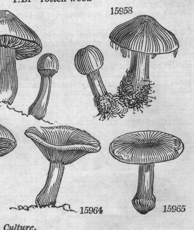 The A (Bulbosus of Hudson and Ray) — from Encyclopedia of Plants (1910)
