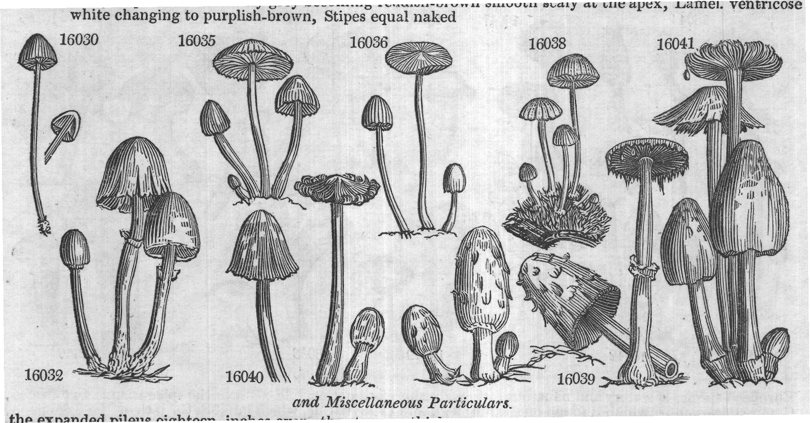 and Miscellaneous Particulars.