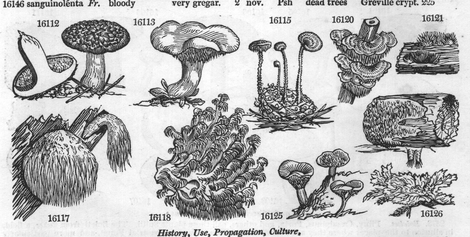 The A (Georgii of Linn us resembles) — from Encyclopedia of Plants (1910)