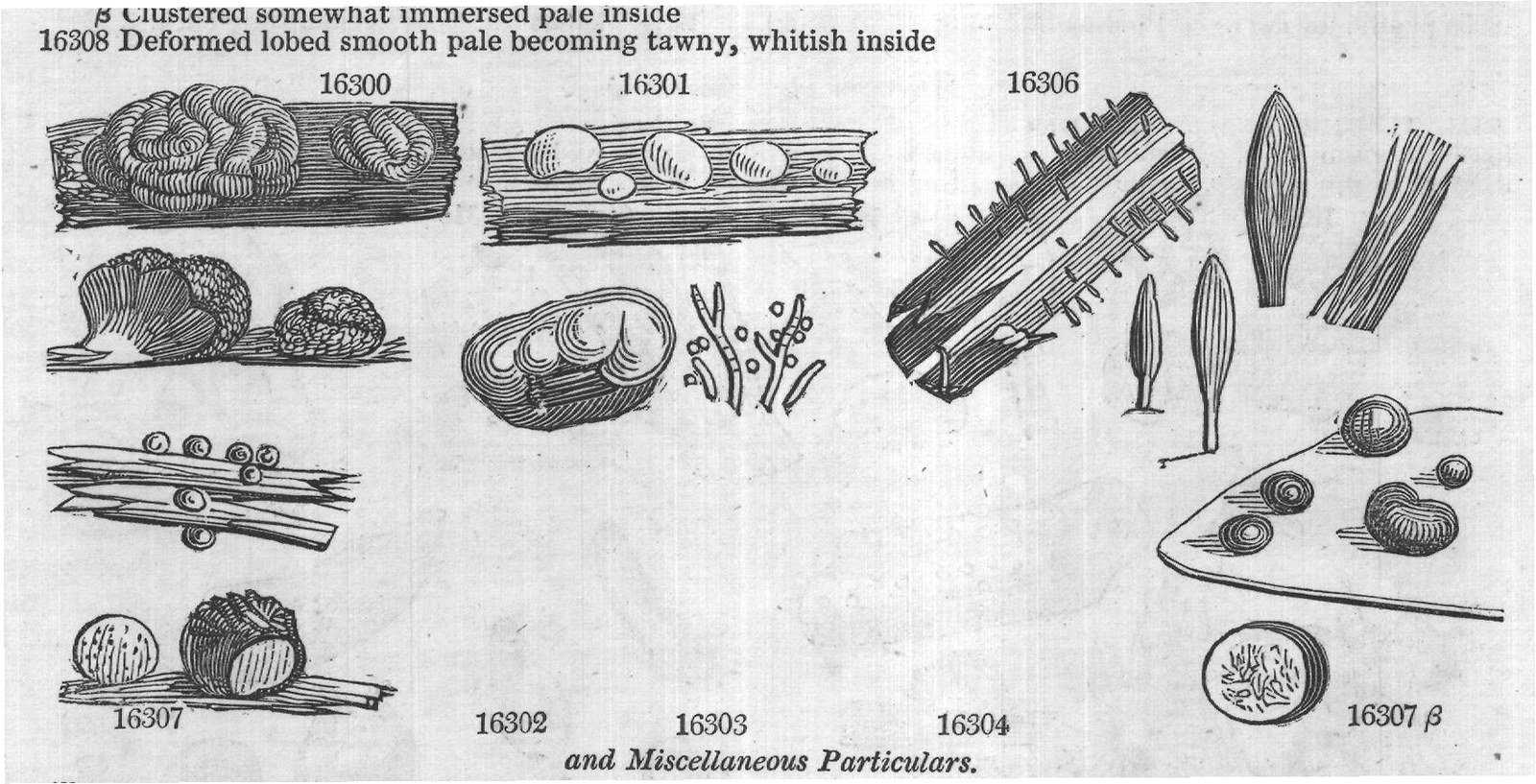 The A (Georgii of Linn us resembles) — from Encyclopedia of Plants (1910)
