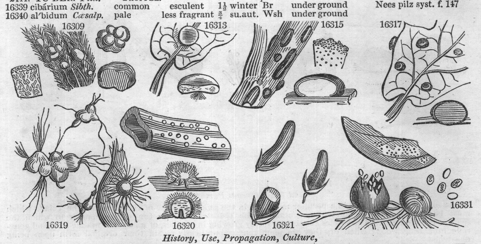 Grev (Crypt Rsh A'ceris Dec Lonic r) — from Encyclopedia of Plants (1910)