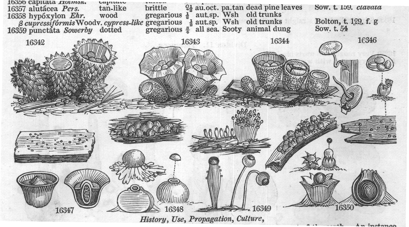 Grev (Crypt Rsh A'ceris Dec Lonic r) — from Encyclopedia of Plants (1910)
