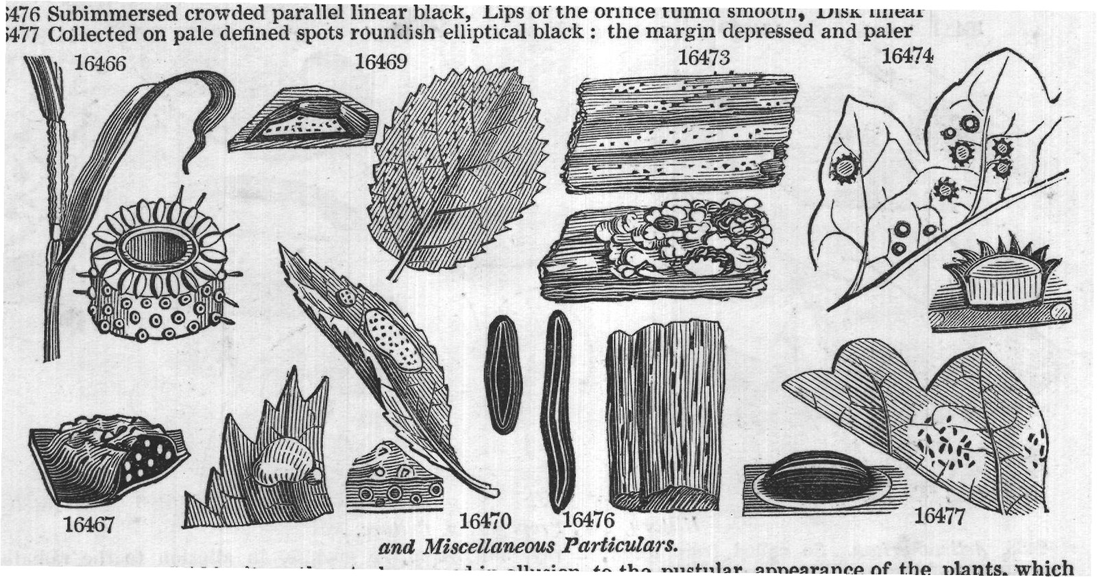 Sphæria (Sowerby Y live stems of grass) — from Encyclopedia of Plants (1910)