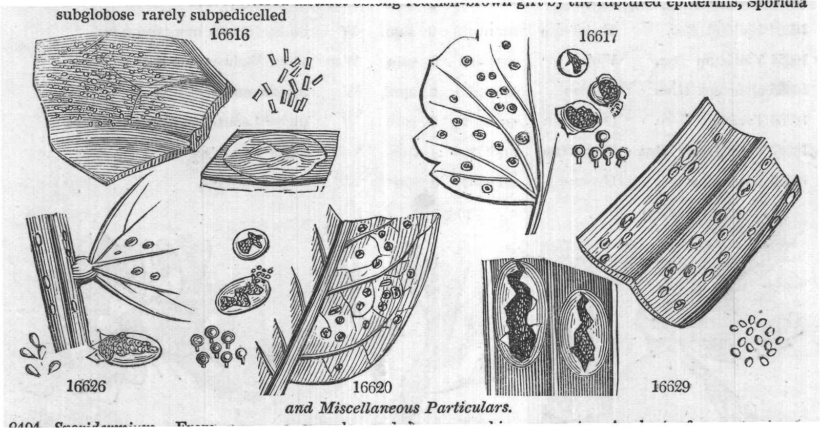 Thelephora — from Encyclopedia of Plants (1910)