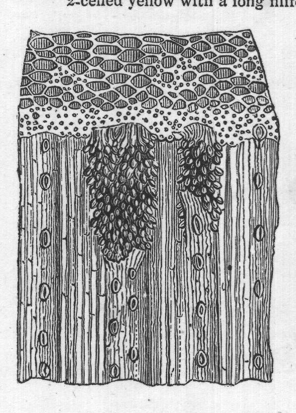 2-celled yellow with a long filiform stem