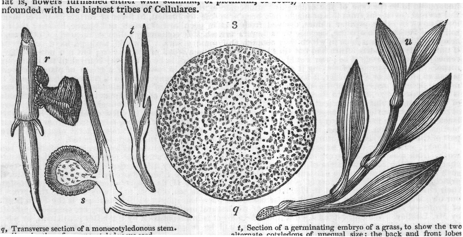 t, Section of a germinating embryo of a grass, to show the two