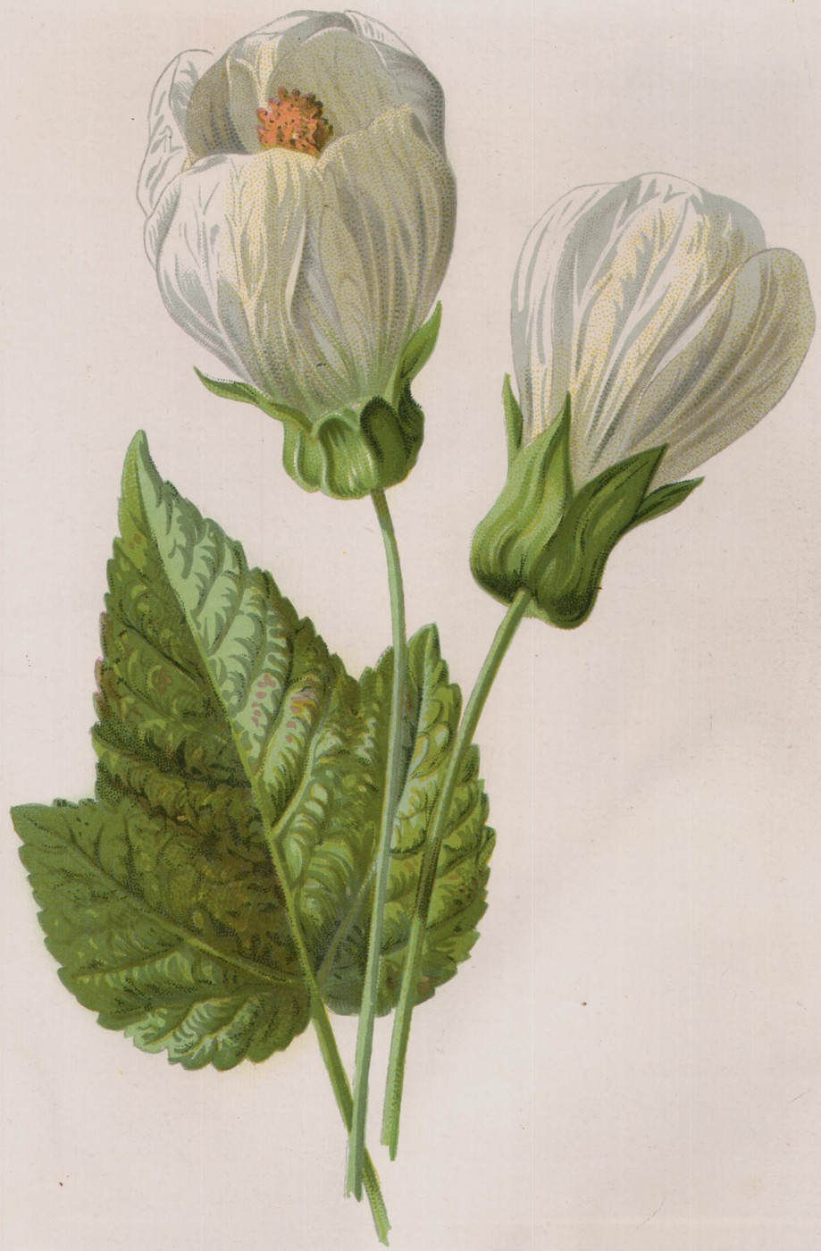 Single Fuchsia — the plate from the book