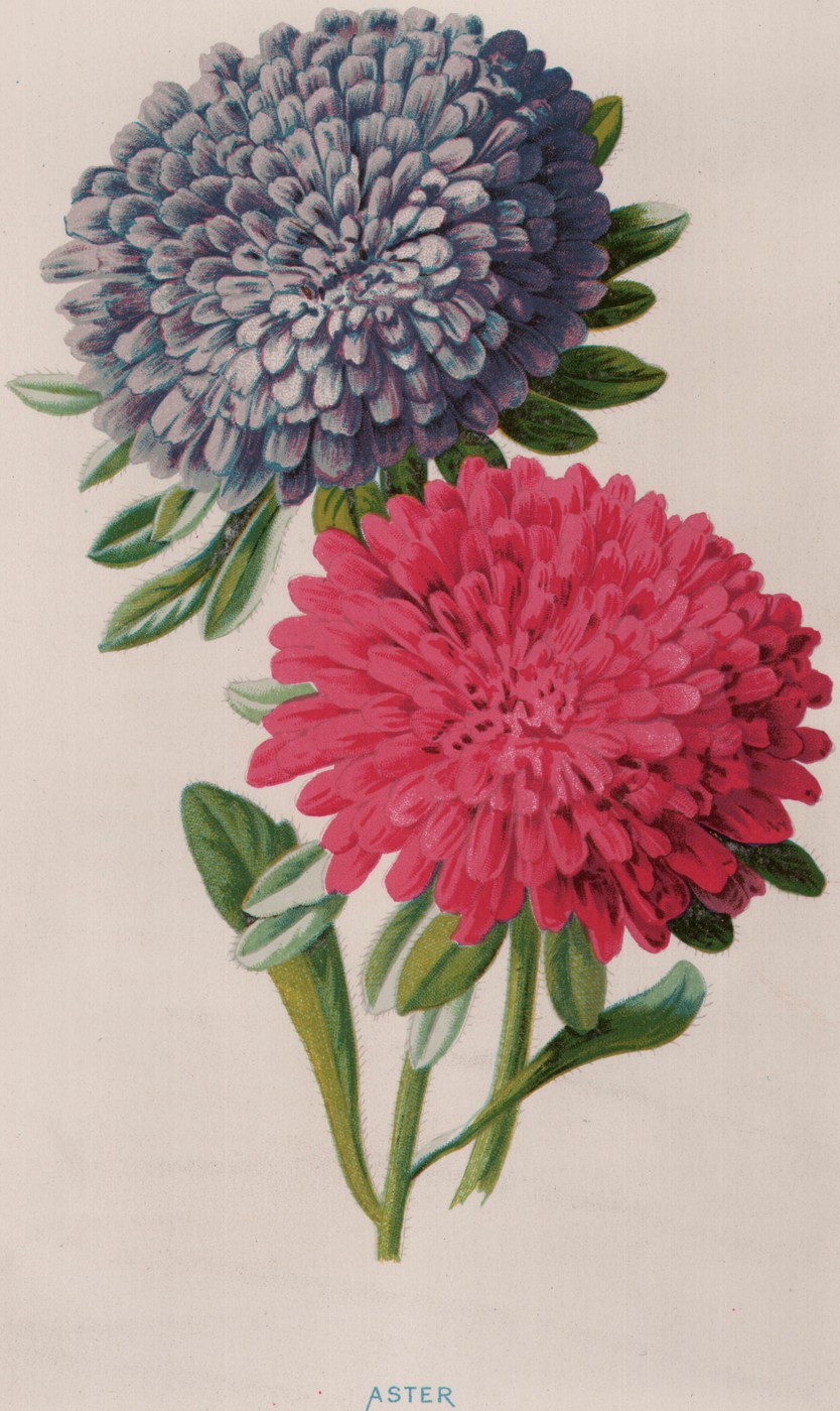 The Virginia Stock — the plate from the book