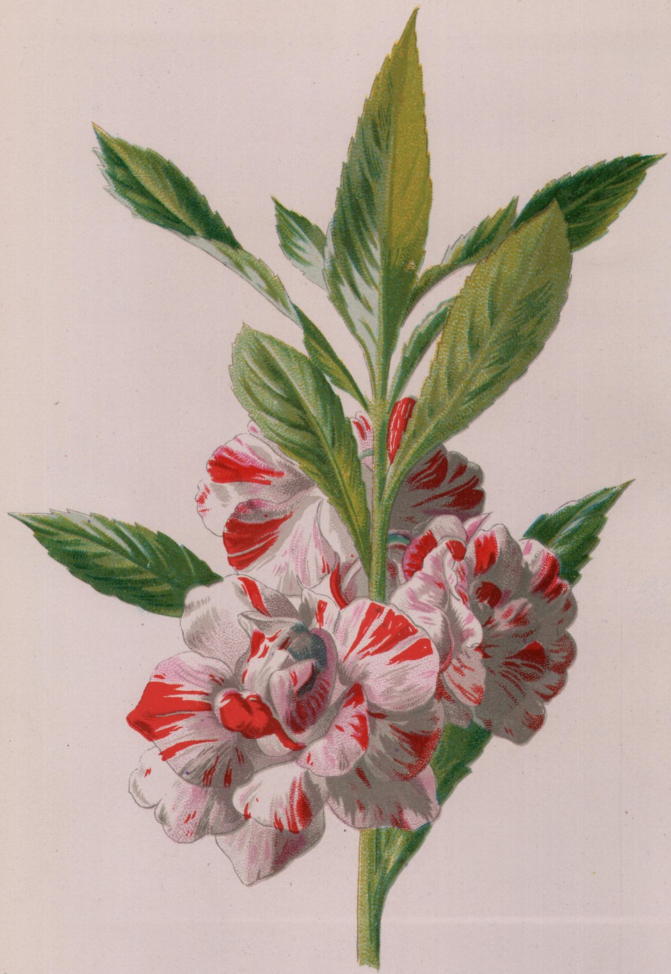 The Marigold — the plate from the book