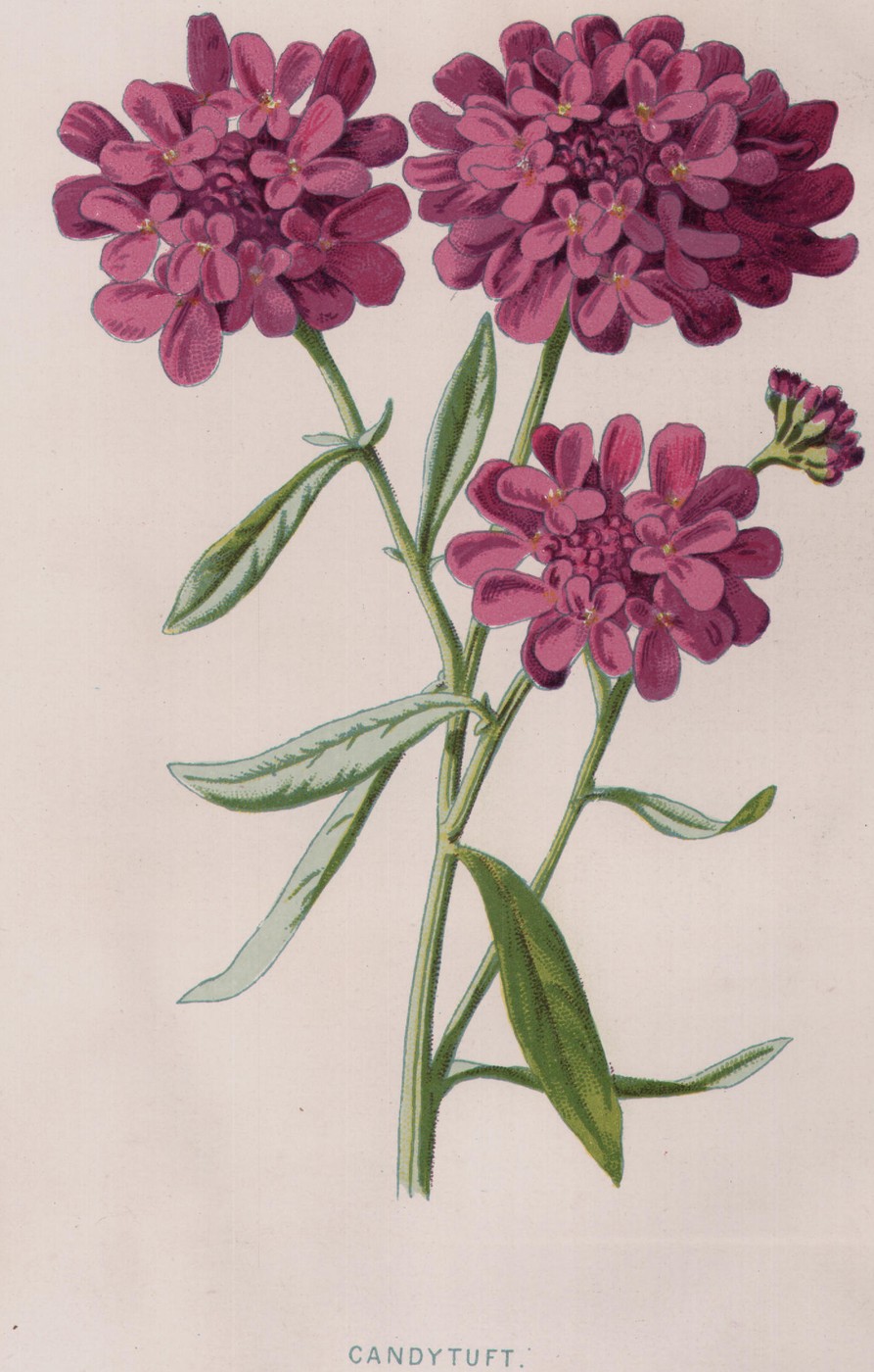 The Michaelmas Daisy — the plate from the book