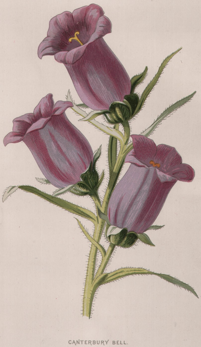 The Sweet Pea — the plate from the book