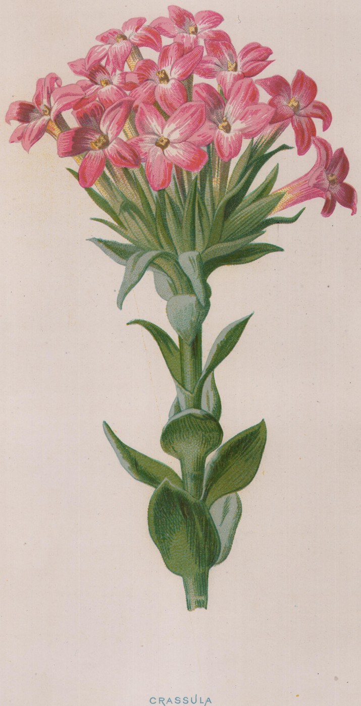 The Crassula