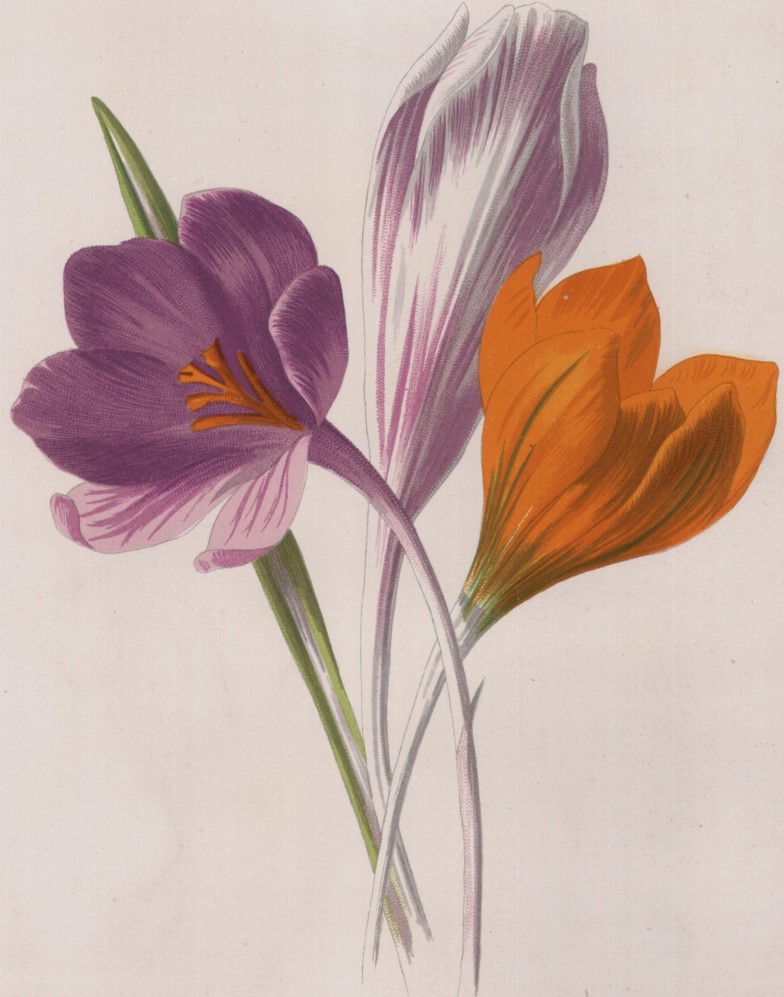 Minor Convolvulus — the plate from the book