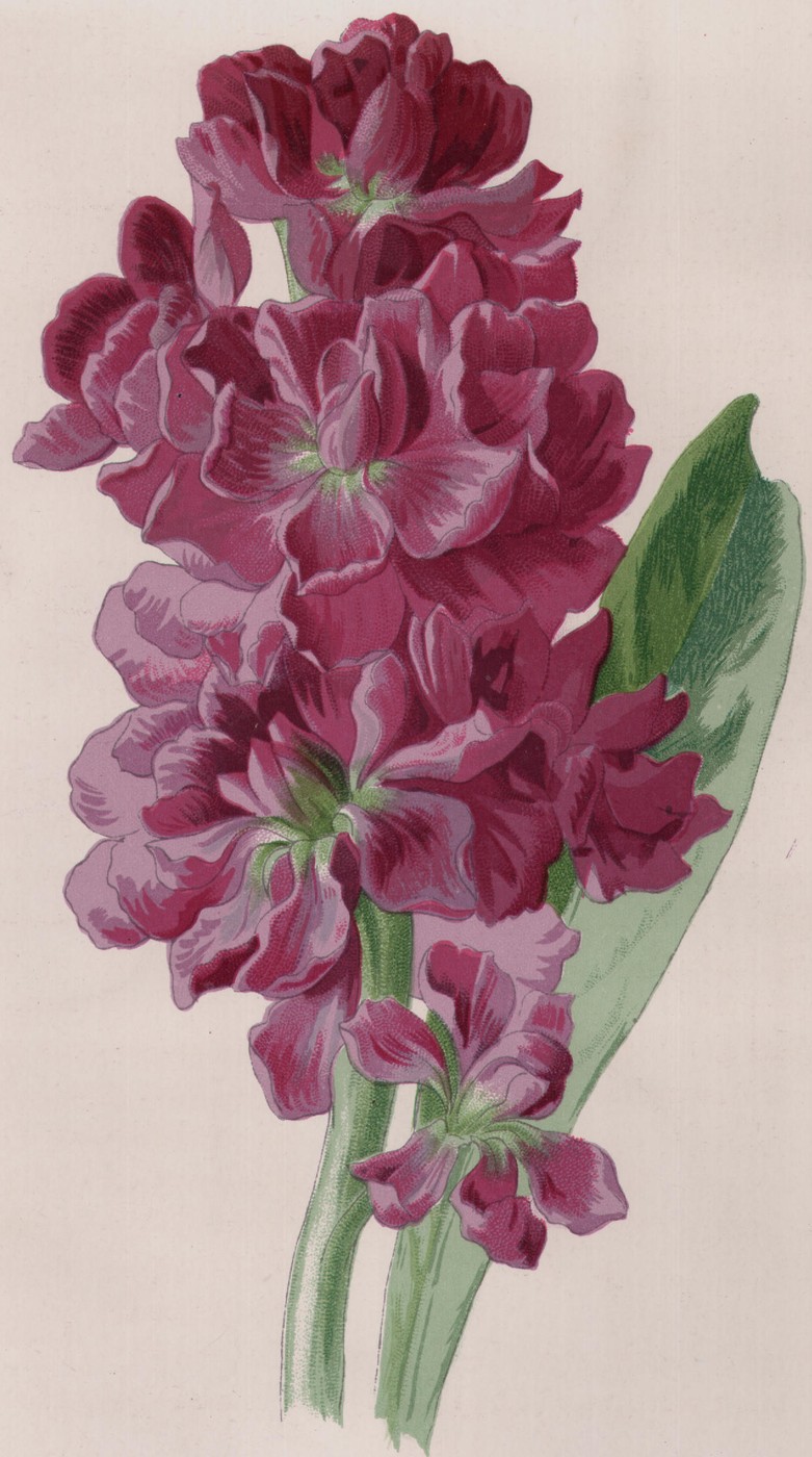 The Garland Daisy — the plate from the book