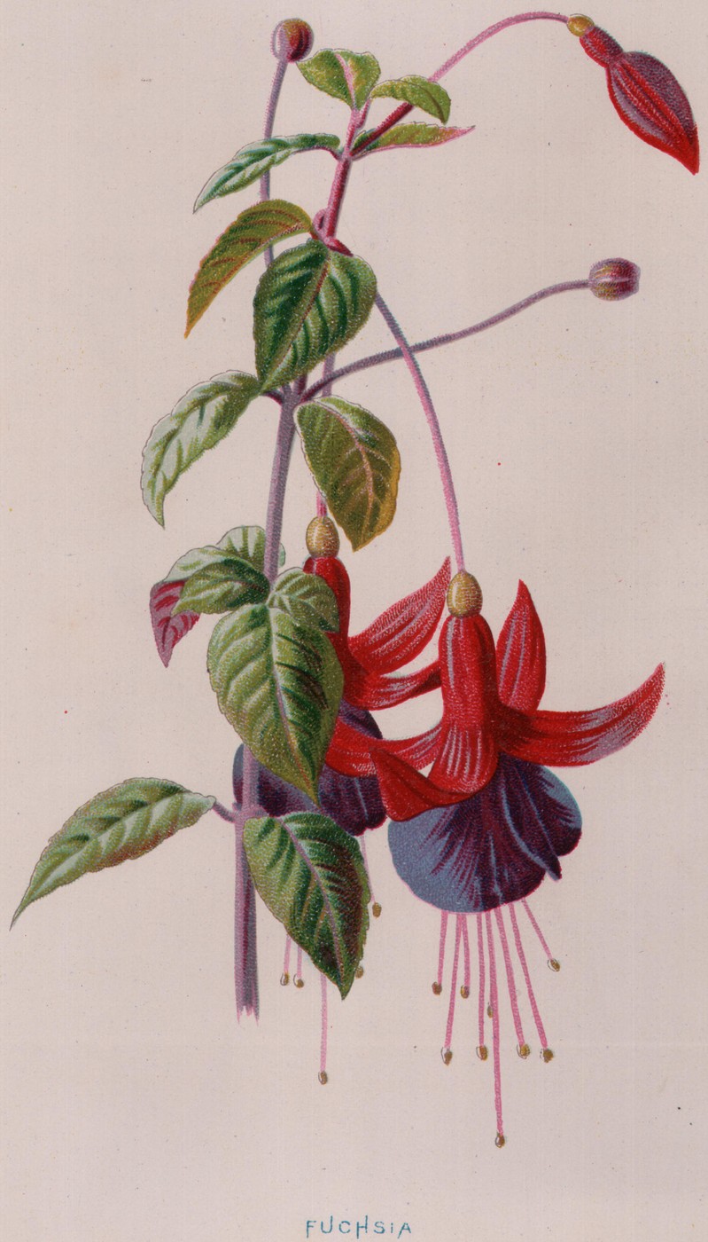 Garden Variety