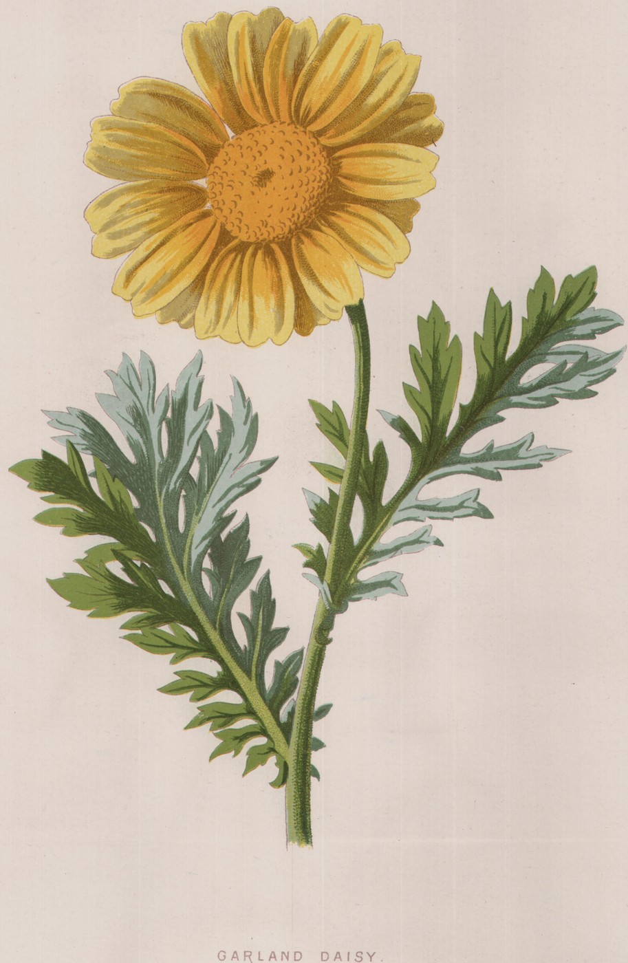 The Garland Daisy