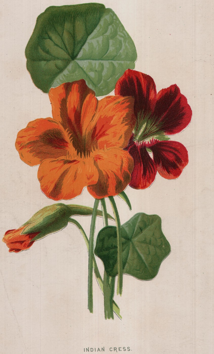 The Indian Cress